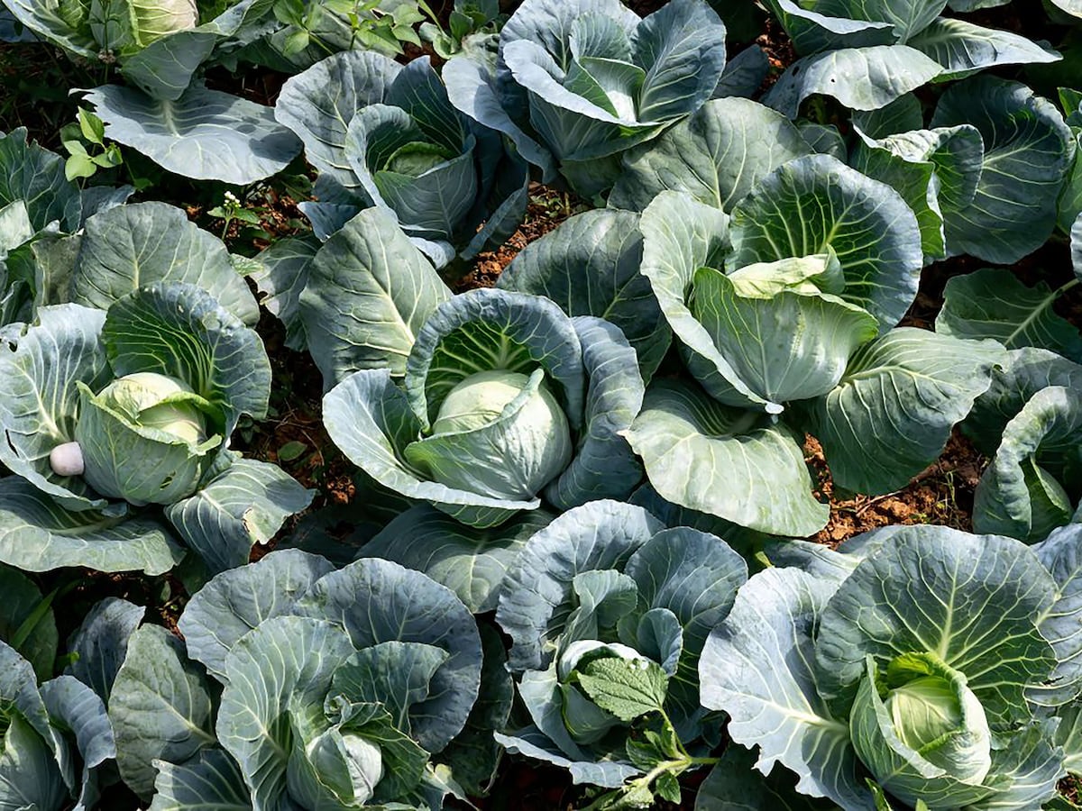 Young women start farm, create jobs in Eastern Cape