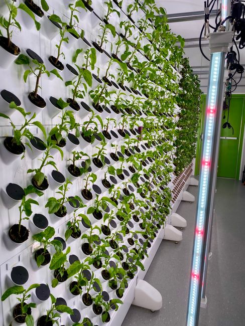 South African Schools Teach Women to Grow Food with Solar Power